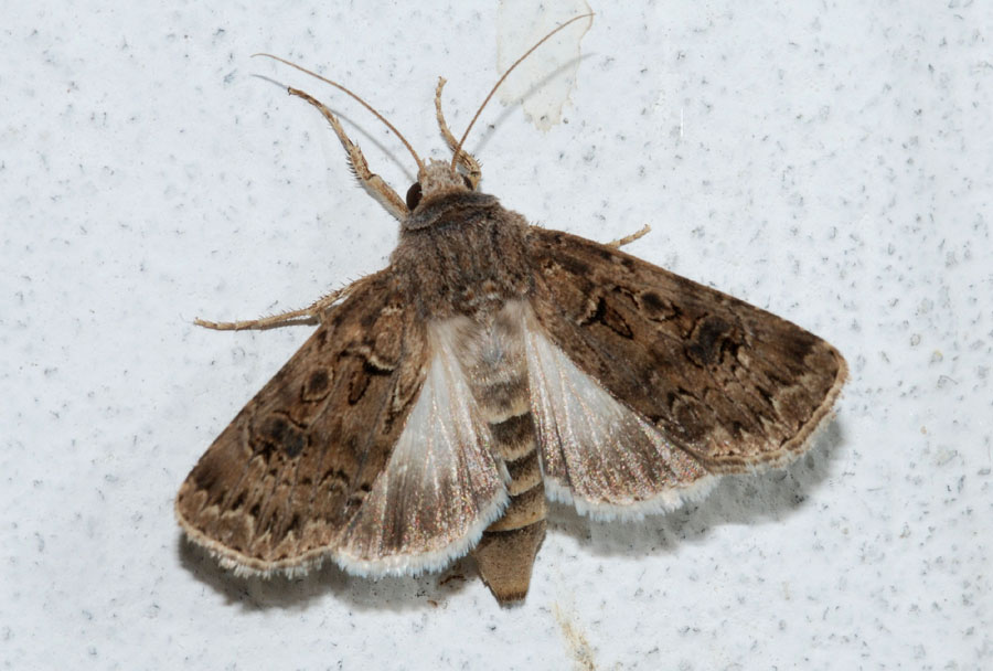 Agrotis crassa? = Agrotis bigramma